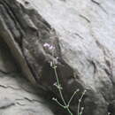 Image of Nepeta teucriifolia subsp. daghestanica (Pojark.) A. L. Budantsev