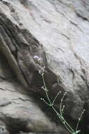 Imagem de Nepeta teucriifolia subsp. daghestanica (Pojark.) A. L. Budantsev