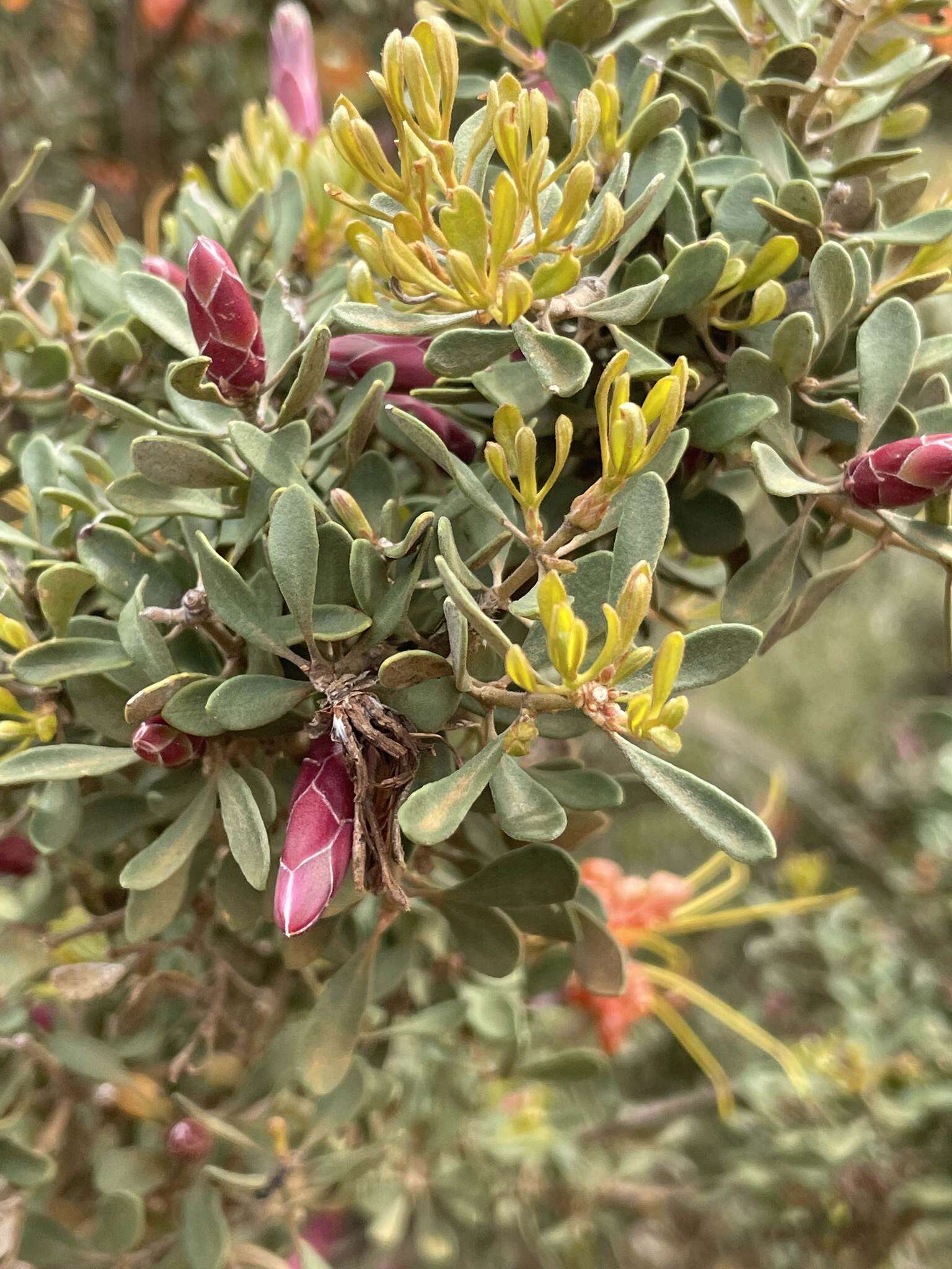 Image of <i>Lambertia <i>inermis</i></i> var. inermis