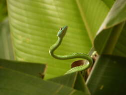 Image of Leptophis ahaetulla nigromarginatus (Günther 1866)