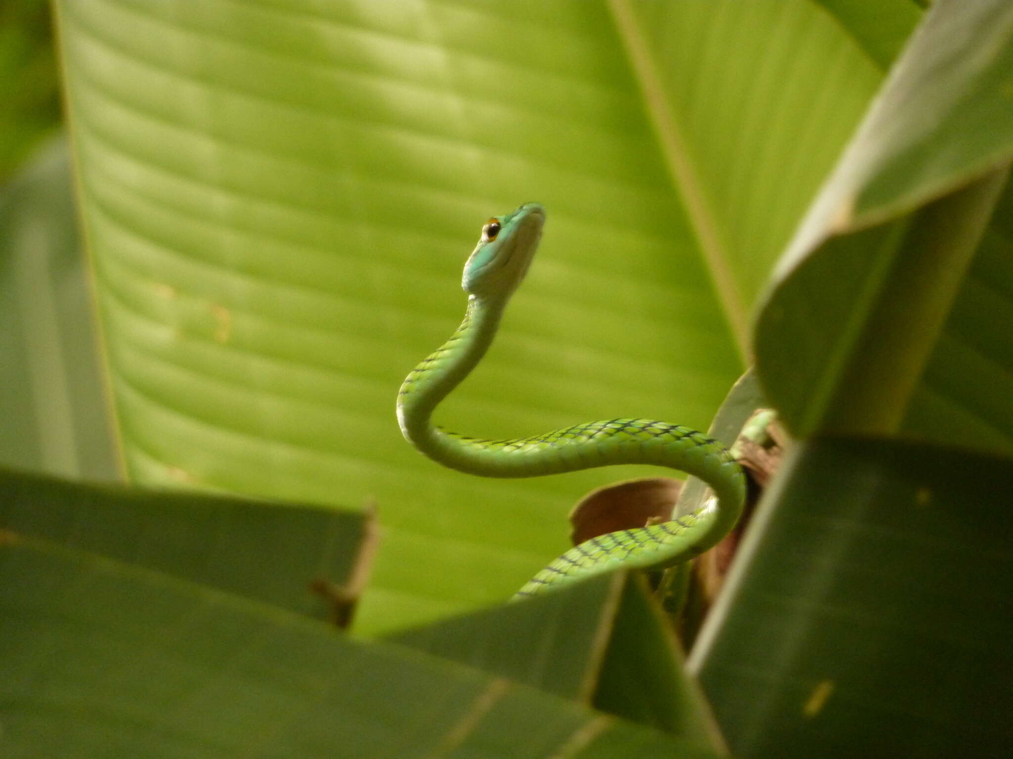 Image of Leptophis ahaetulla nigromarginatus (Günther 1866)