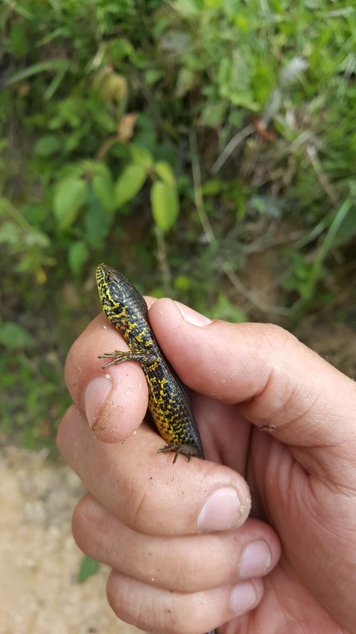 Image of Abronia moreletii (Bocourt 1872)