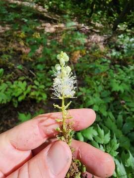 Image de Actaea arizonica (S. Wats.) Compton