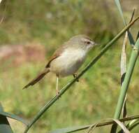 Image de Prinia Horsfield 1821