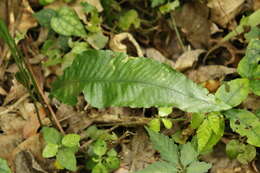 Imagem de Leptochilus wrightii (Hook.) X. C. Zhang