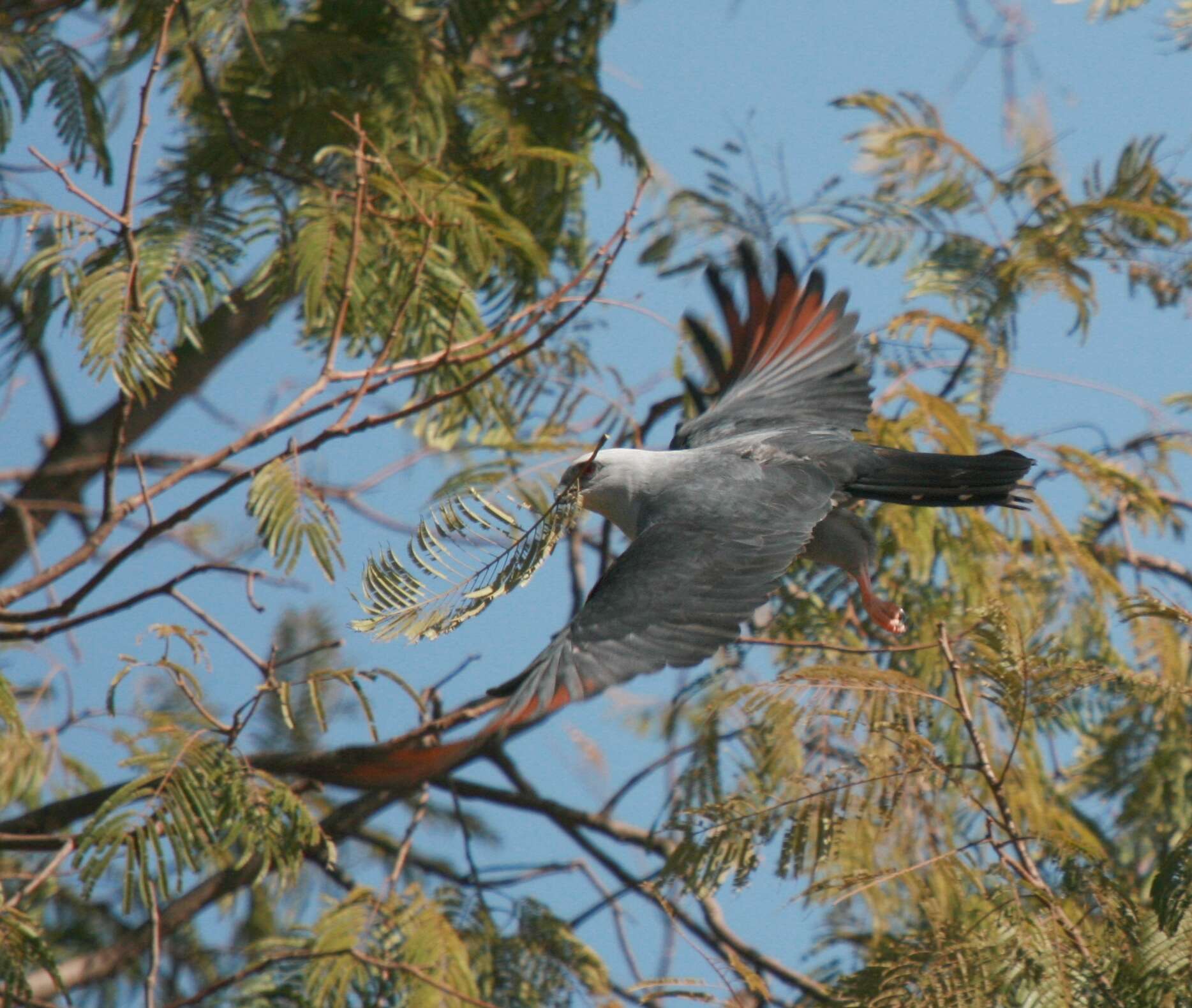 Image of Plumbeous Kite