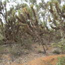 Image of Banksia horrida (Meissn.) A. R. Mast & K. R. Thiele