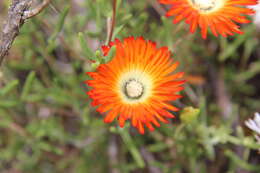 Imagem de Drosanthemum pulchrum L. Bol.