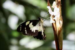Image of Papilio euchenor Guérin-Méneville 1829