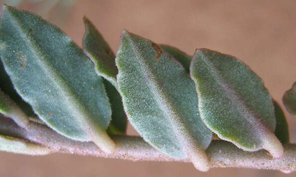 Image of Porcupine root