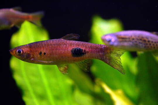 Image of Bigspot rasbora