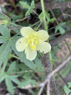 Image of Pavonia transvaalensis (Ulbr.) A. Meeuse