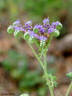 Image de Phacelia congesta (Dougl. ex Lehm.) Hook.