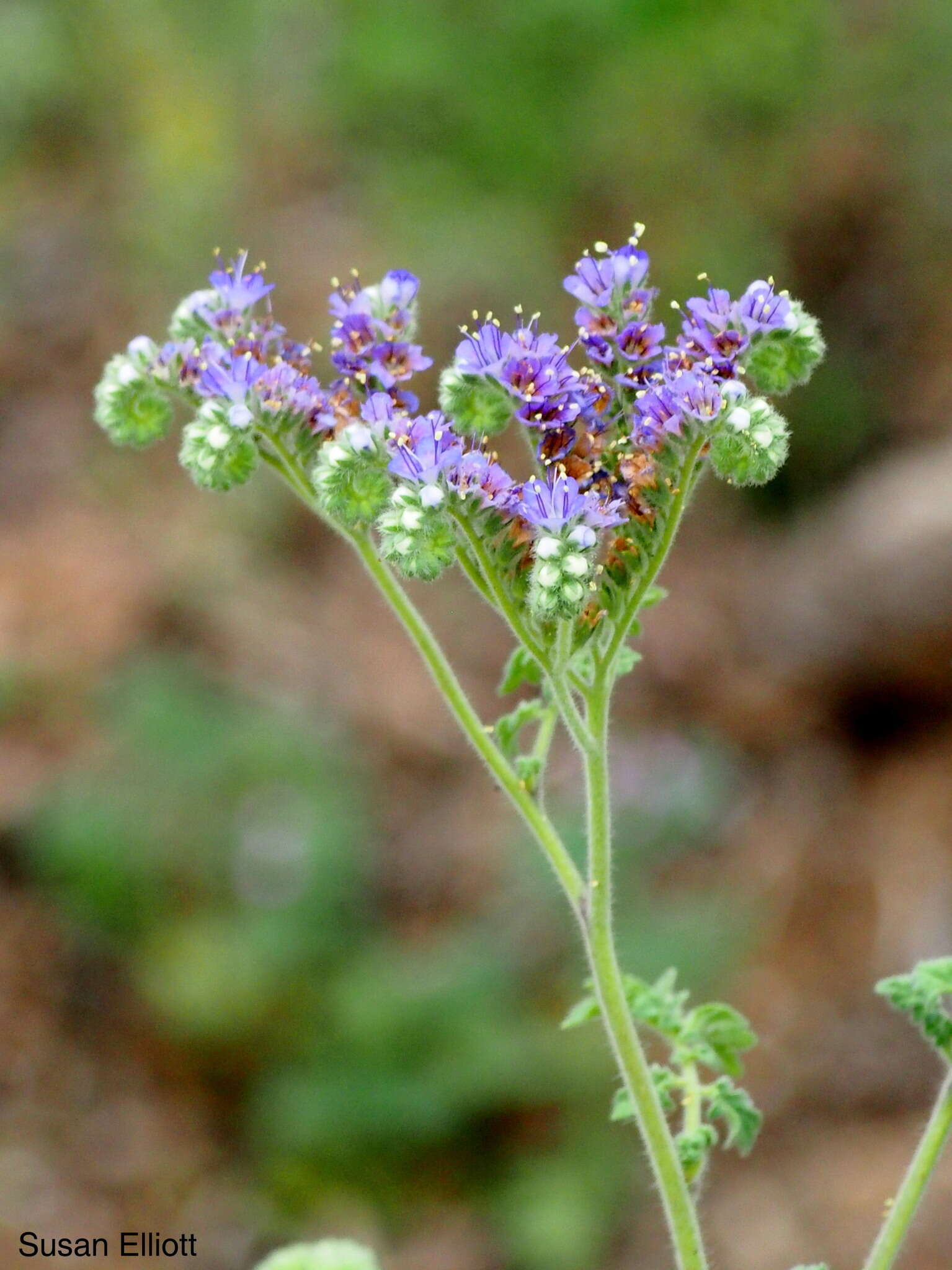 Image de Phacelia congesta (Dougl. ex Lehm.) Hook.