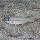 Image of Seale's cardinalfish