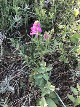 Image of Utah sweetvetch