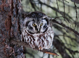 Image of Boreal Owl