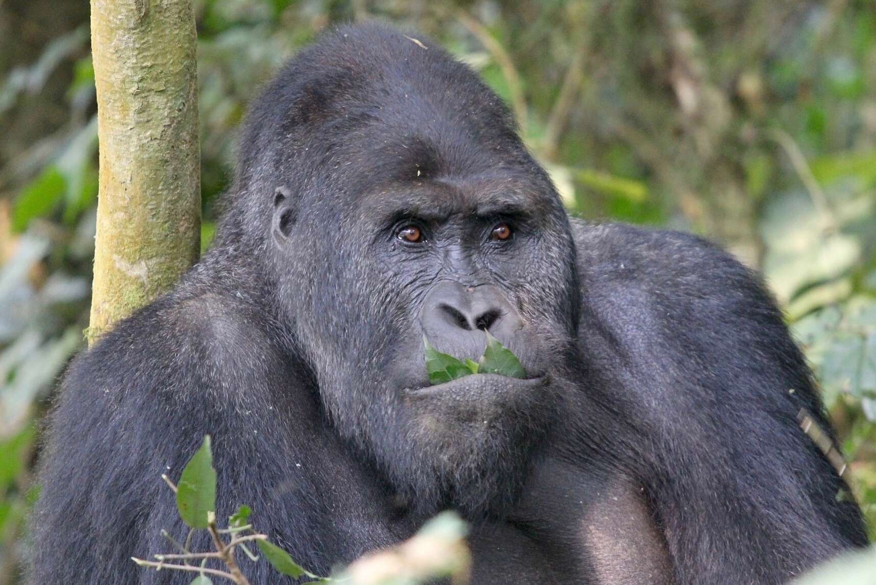 Image of Grauer's Gorilla