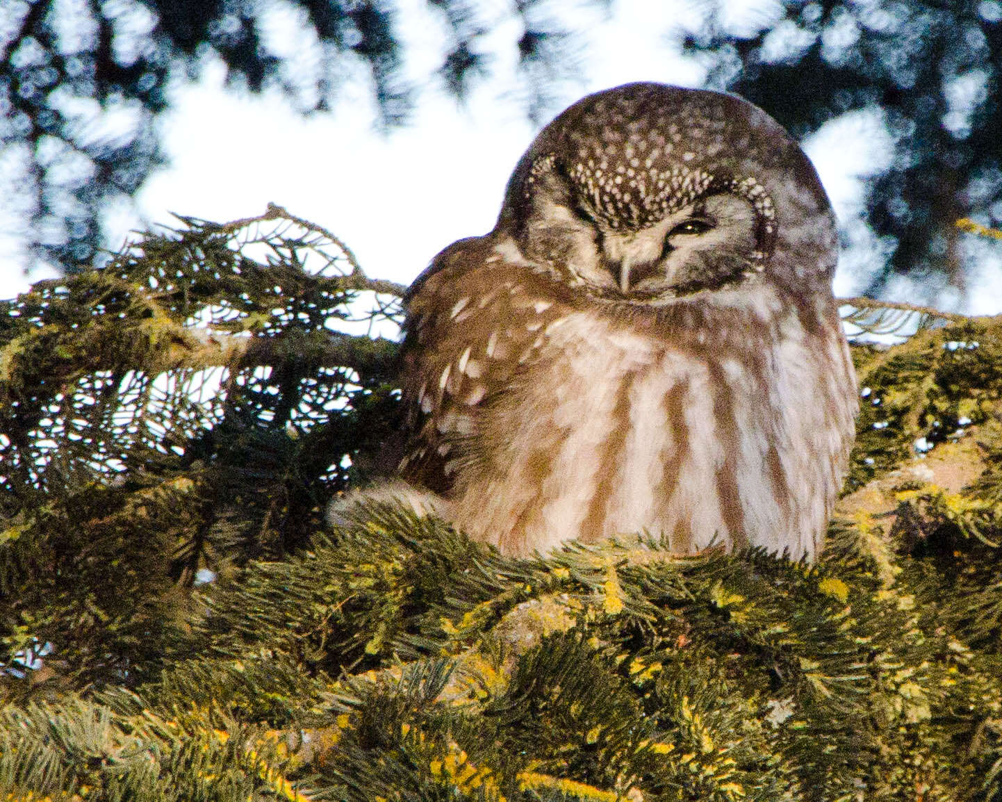 Image of Boreal Owl