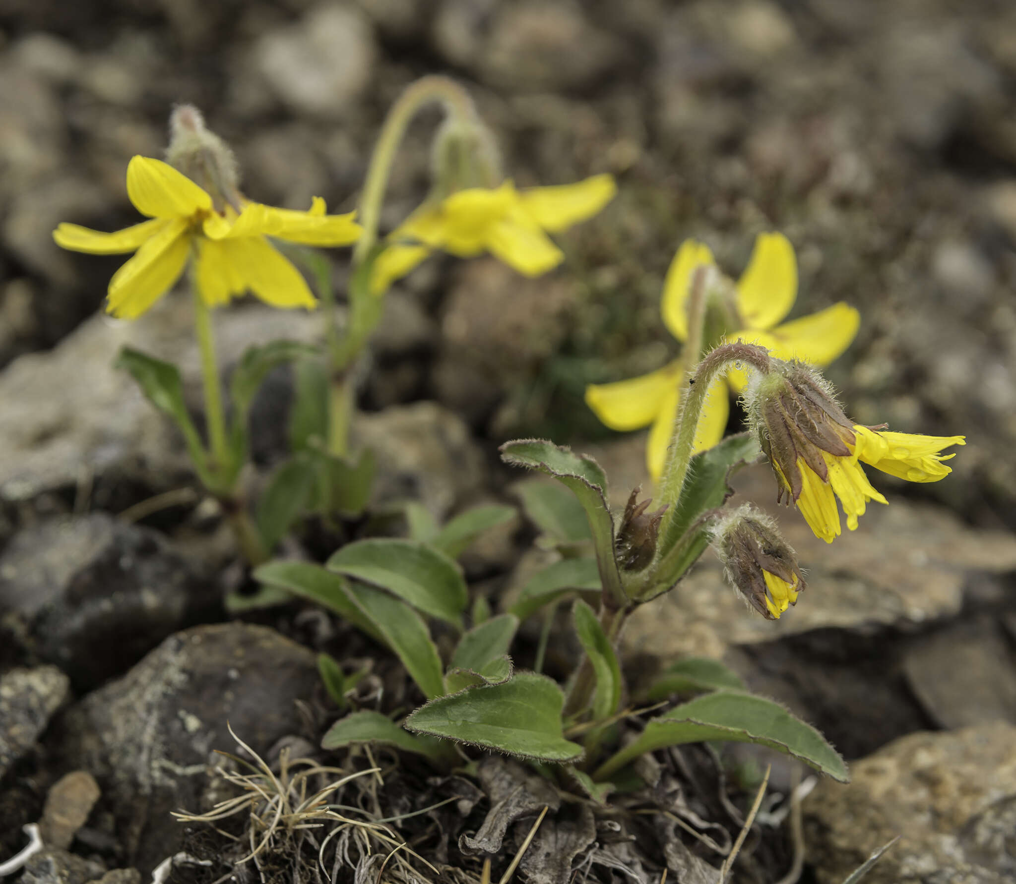 Image de Arnica griscomii subsp. frigida (Iljin) S. J. Wolf