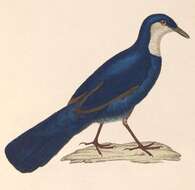 صورة Ptilorrhoa caerulescens (Temminck 1836)