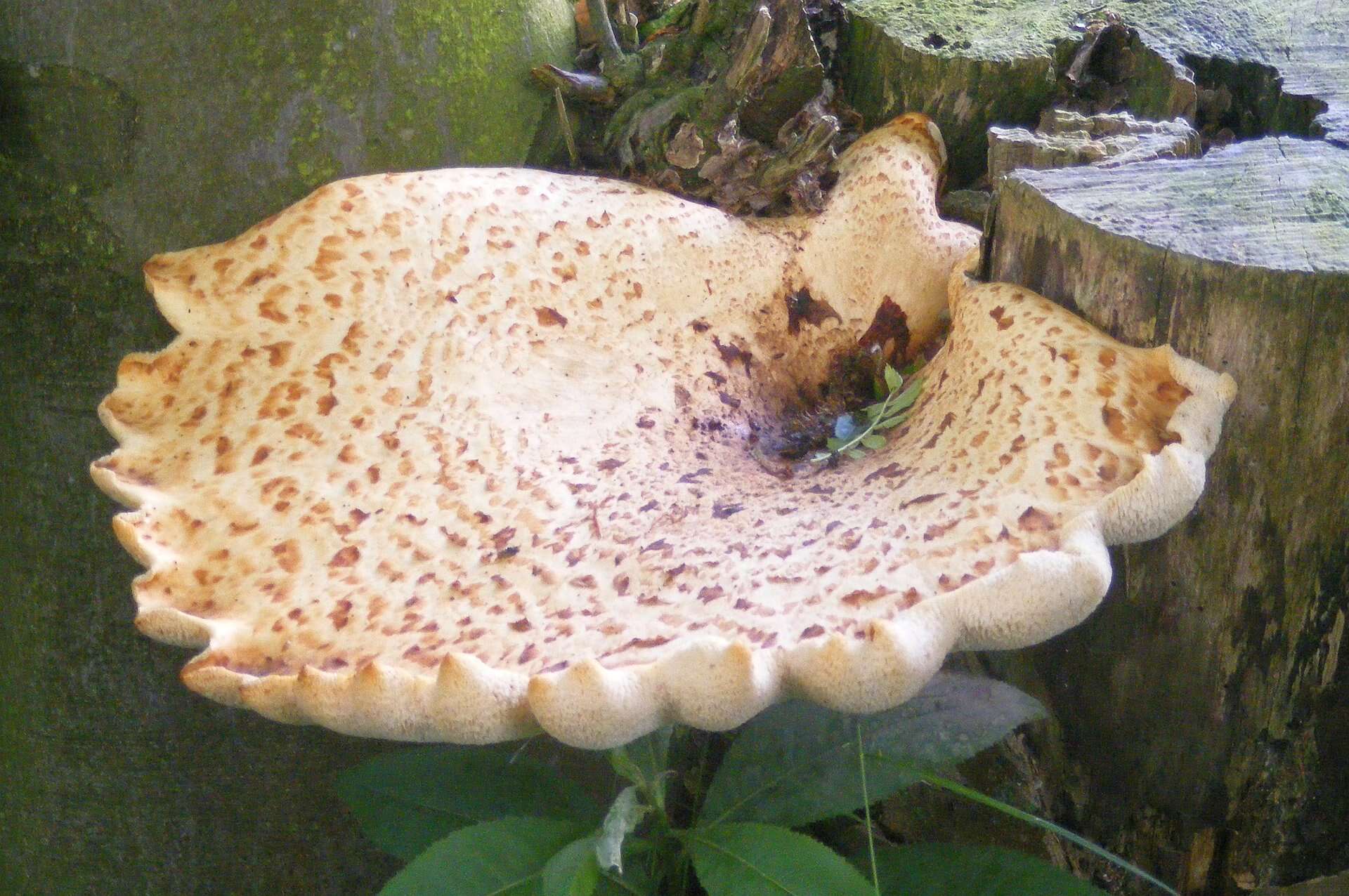 Image of dryad's saddle