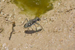 Image of Cicindela (Cicindelidia) ocellata Klug 1834