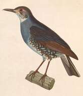 Image of Sunda Thrush