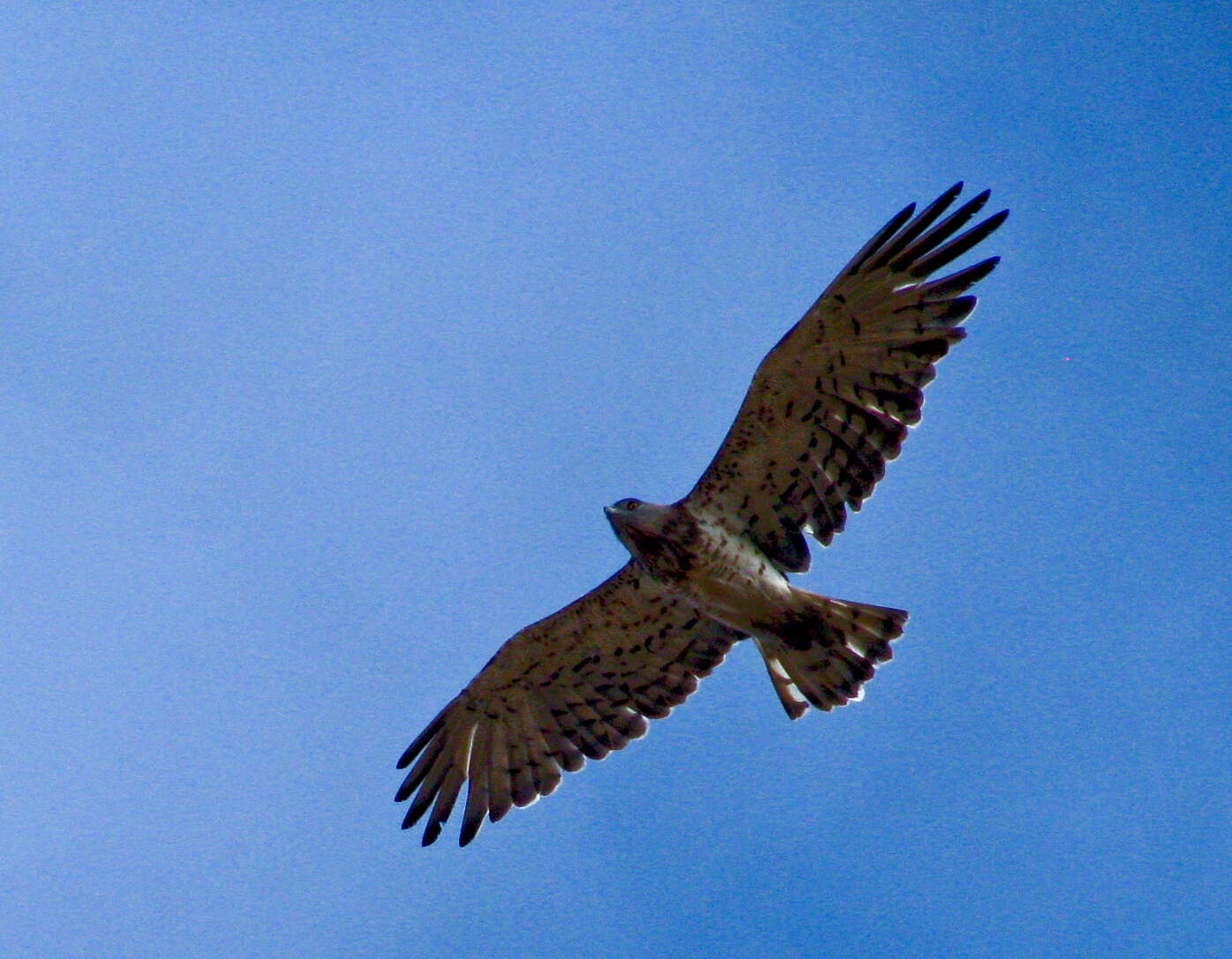 Image of Short-toed Eagle