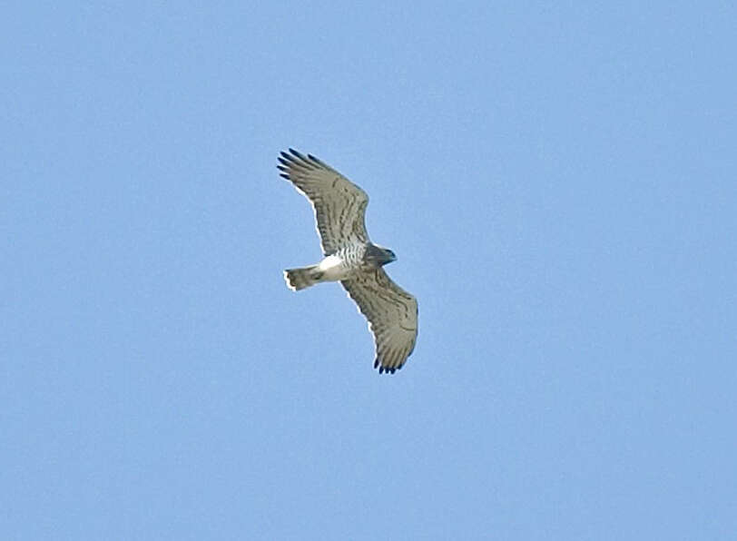 Image of Short-toed Eagle