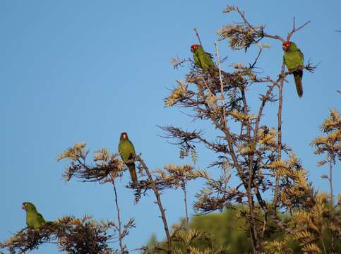 Image of Red-masked Conure