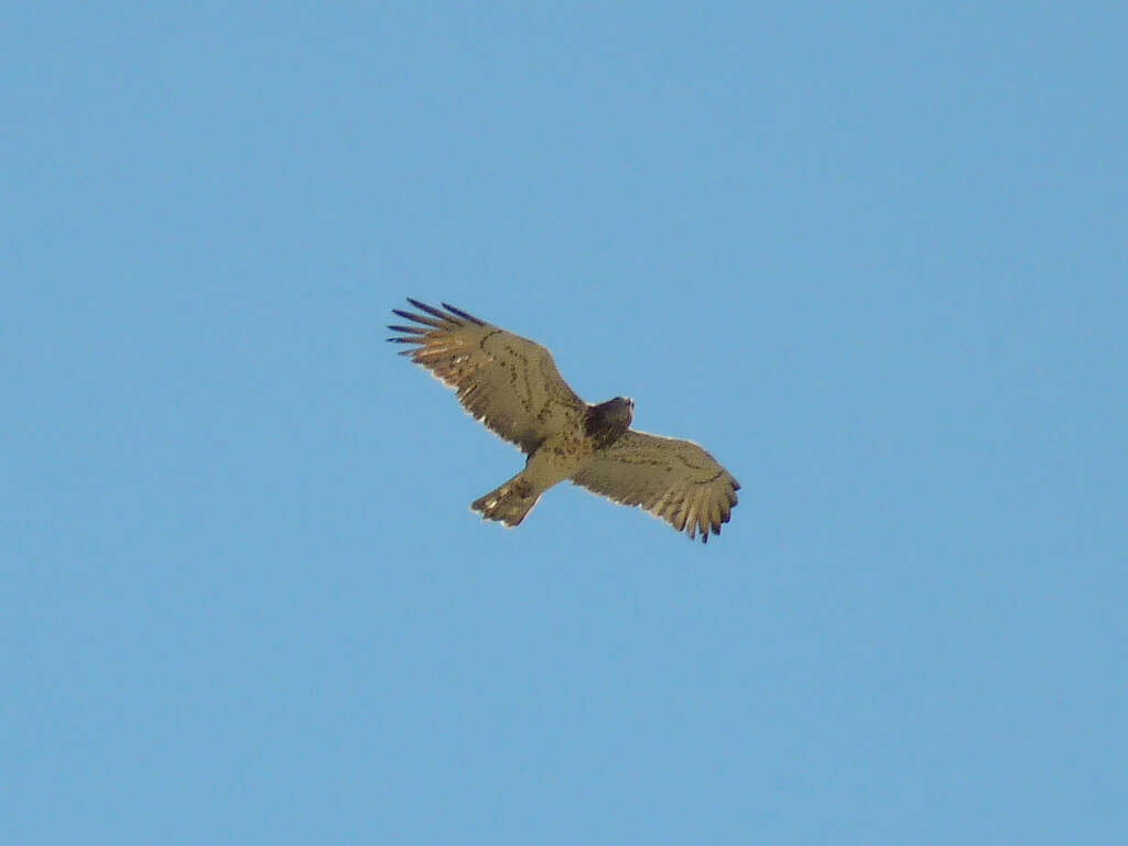 Image of Short-toed Eagle