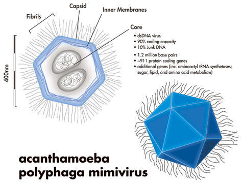 Plancia ëd Mimivirus