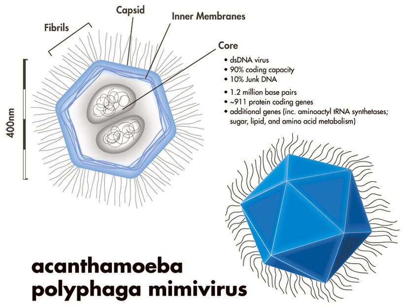 Image of amoeba mimic-viruses