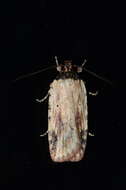 Image de Agonopterix atrodorsella Clemens 1863