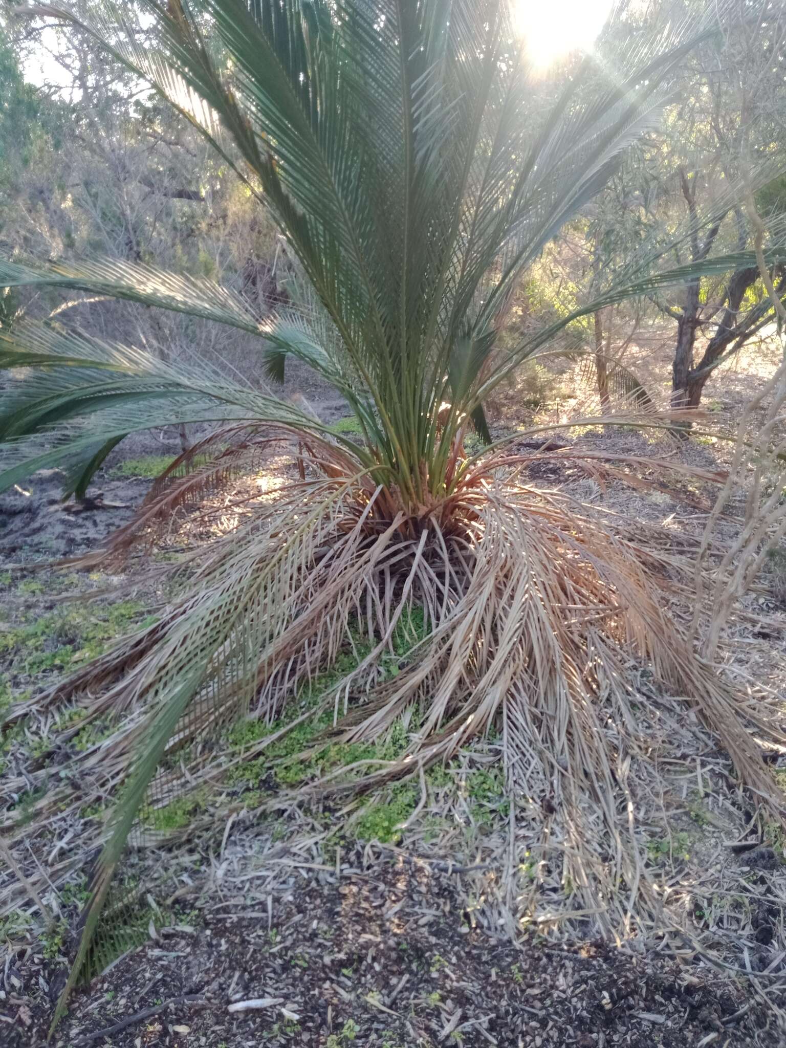 Image of Macrozamia fraseri Miq.