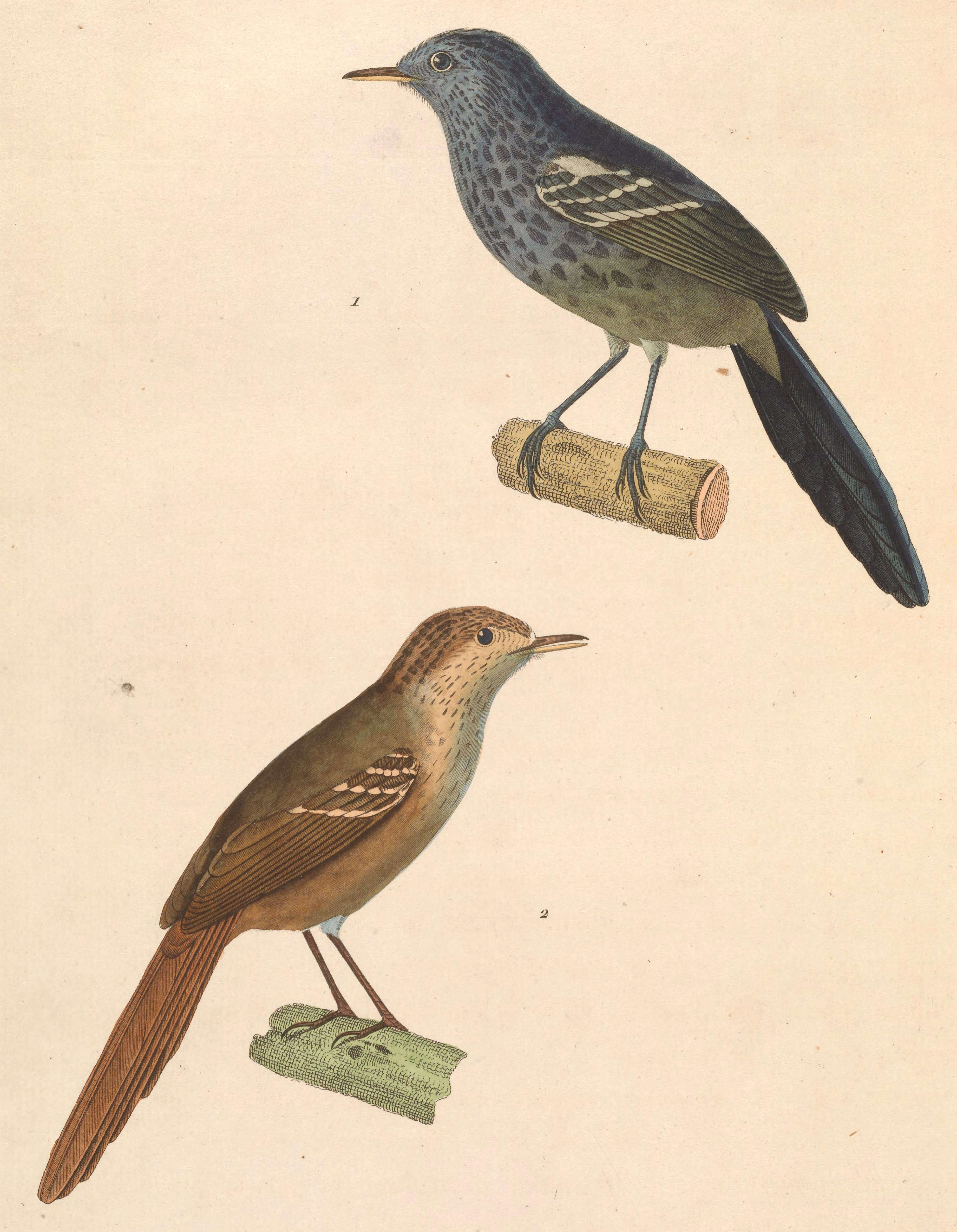 Image of Dusky-tailed Antbird