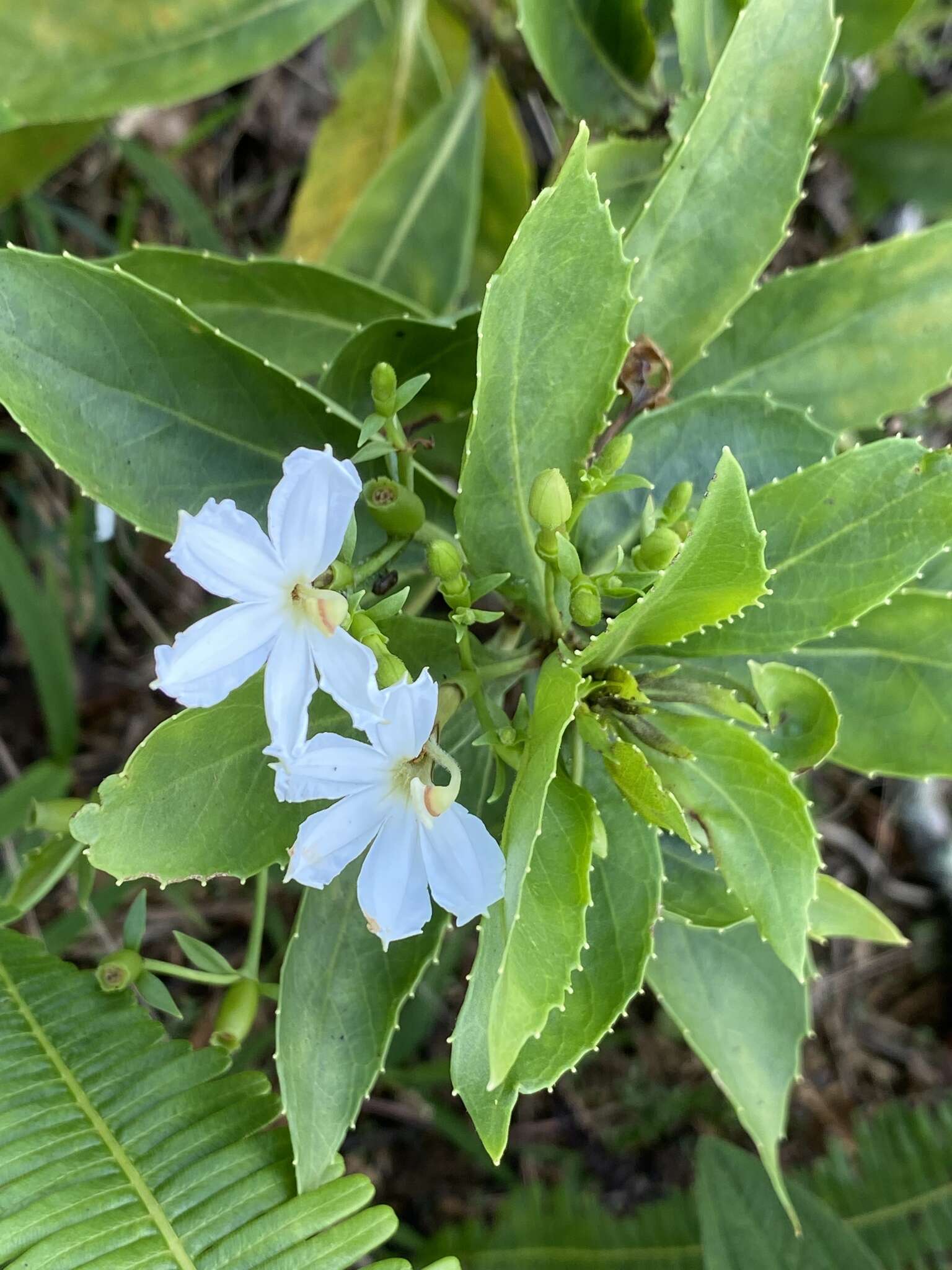 Imagem de Scaevola chamissoniana Gaud.