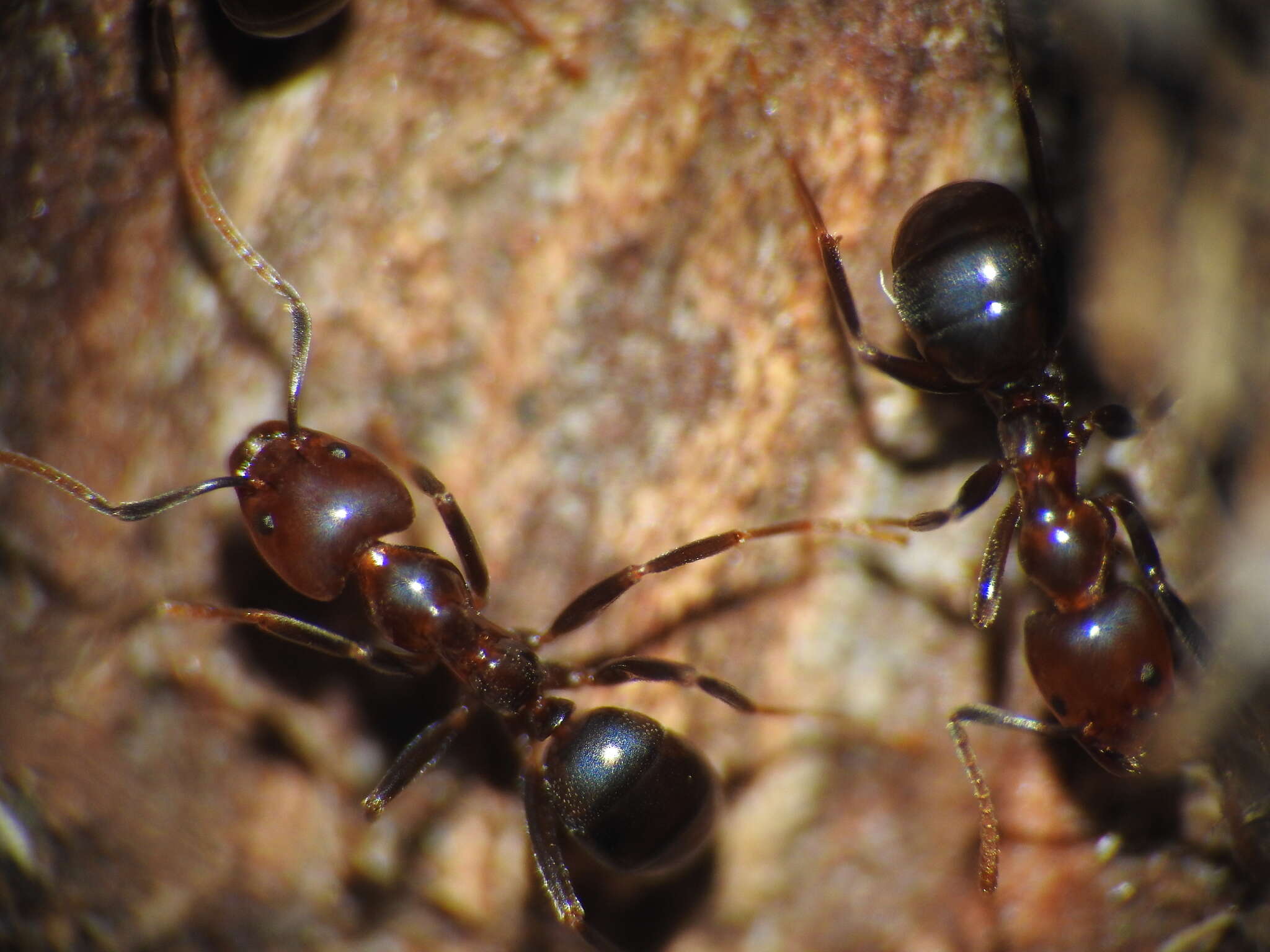 Image of Papyrius nitidus (Mayr 1862)