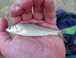 Image of Ebro Barbel