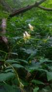 Imagem de Aconitum reclinatum A. Gray