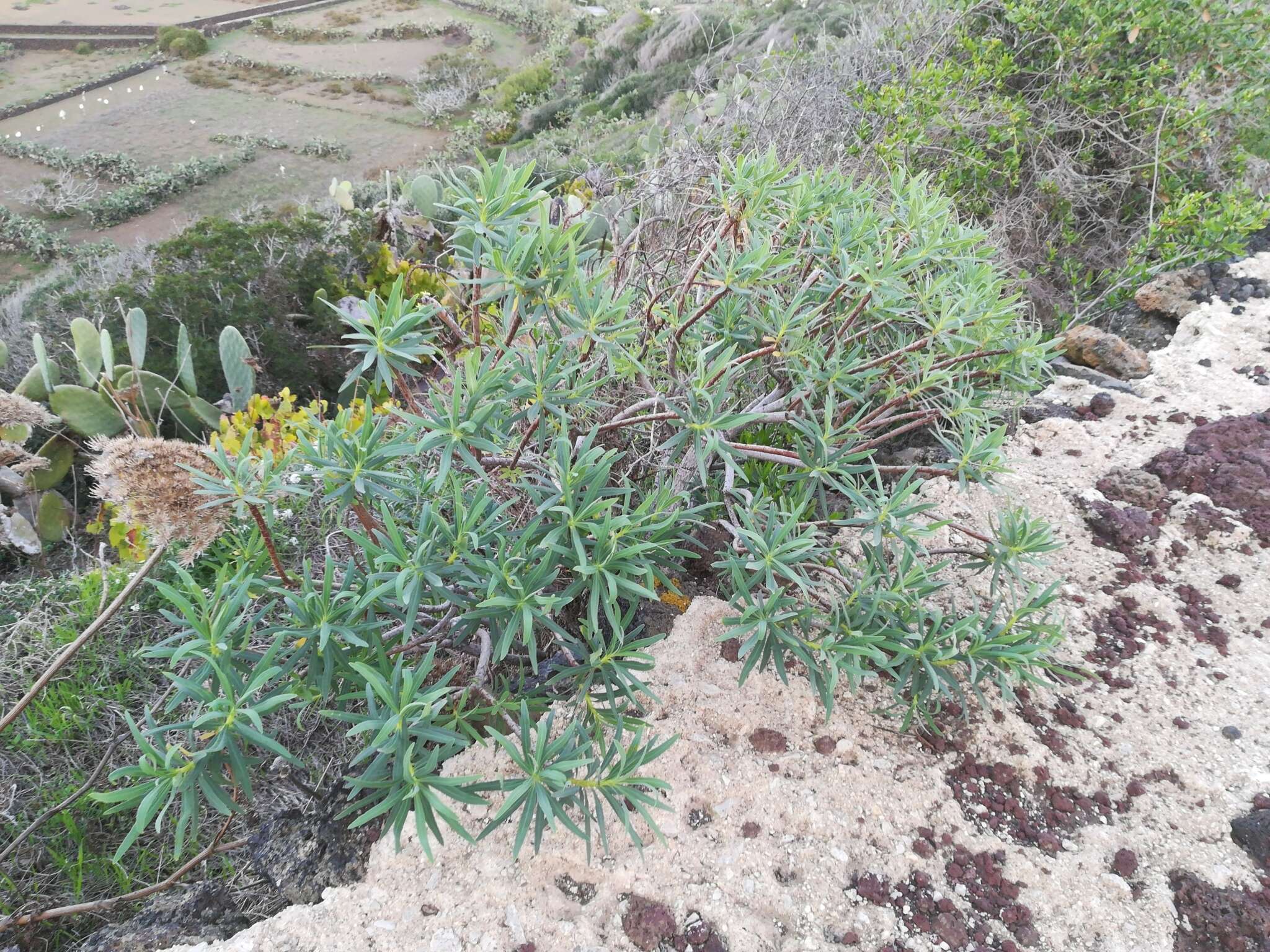 Image of tree spurge