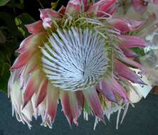 Imagem de Protea cynaroides (L.) L.