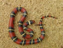 صورة Lampropeltis elapsoides (Holbrook 1838)