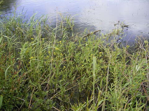 Image of Great Yellow-cress