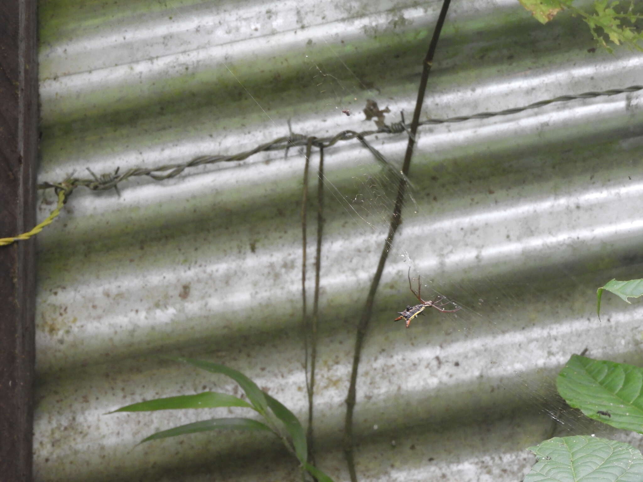 Image of Micrathena balzapamba Levi 1985