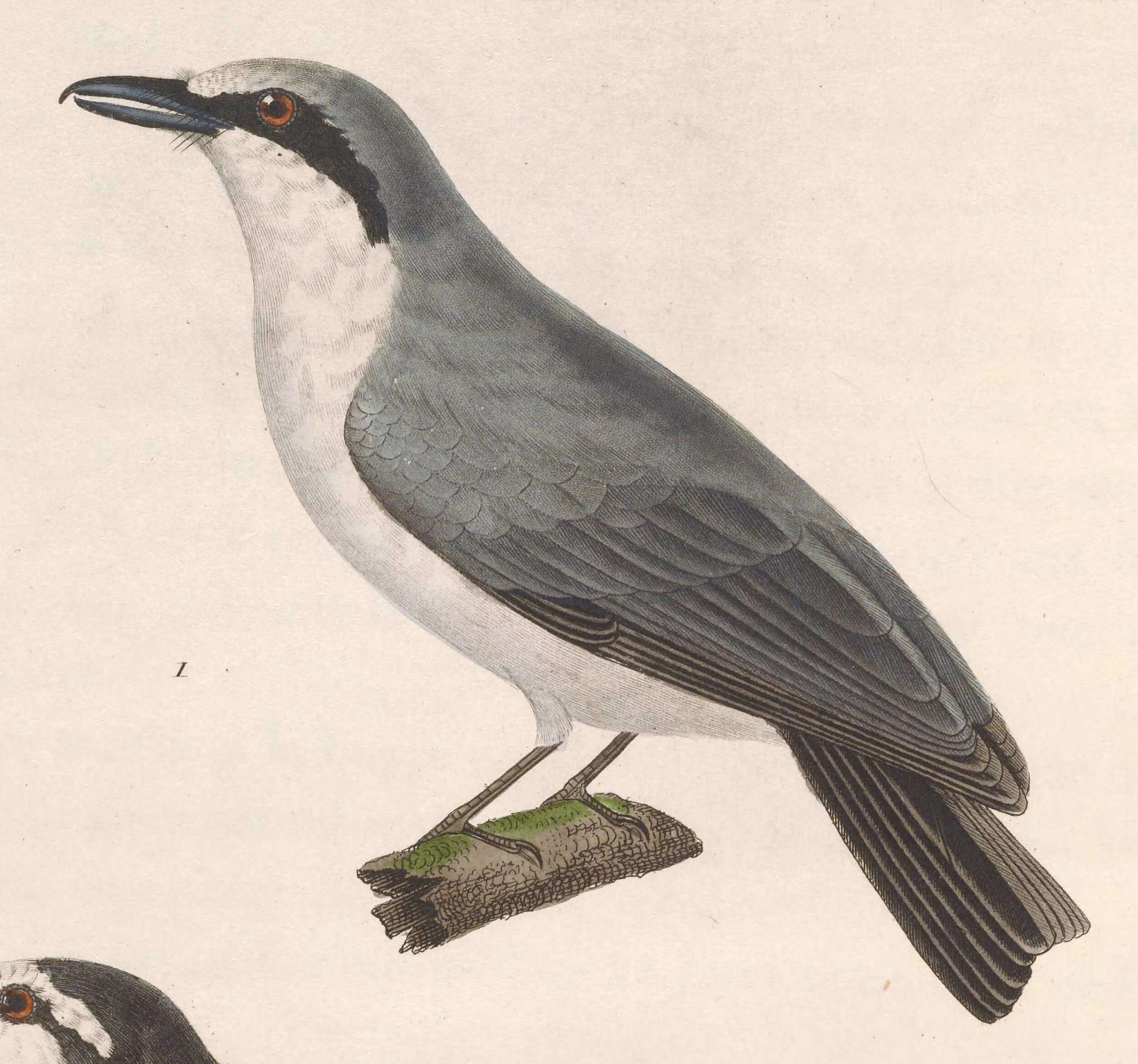 Image of Tephrodornis gularis