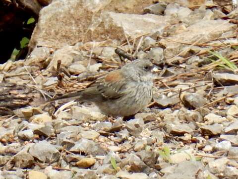 Image of Junco hyemalis dorsalis Henry 1858