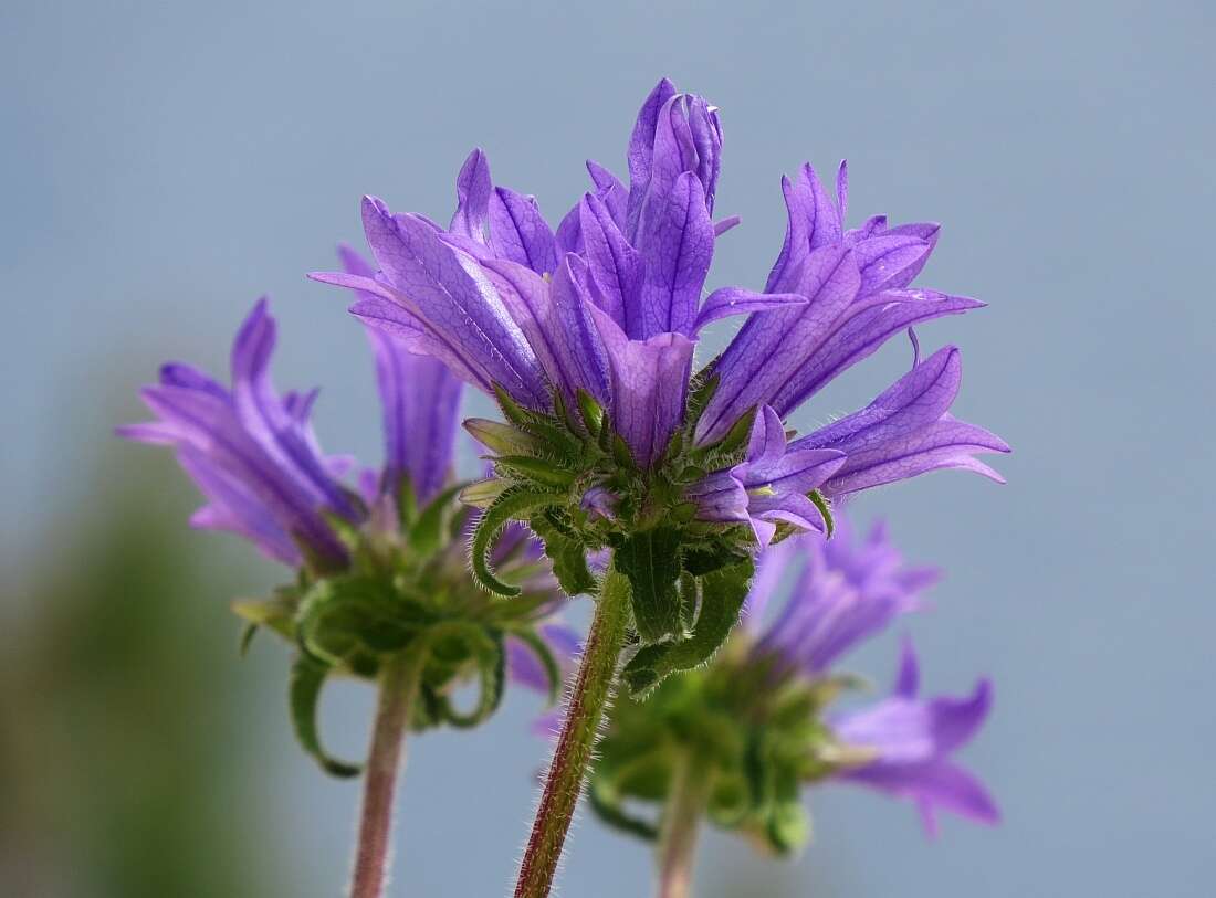 Imagem de Campanula lingulata Waldst. & Kit.