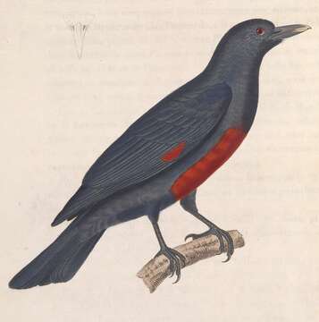 Image of Oriolus Linnaeus 1766